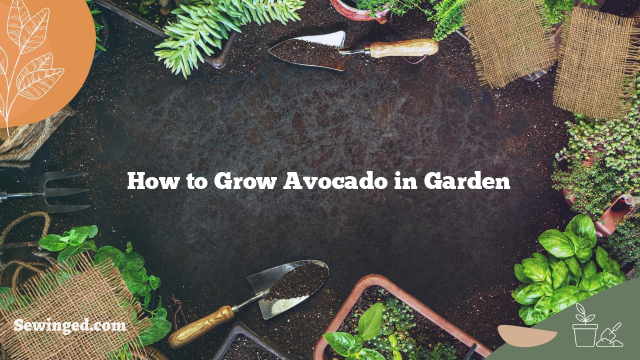 How to Grow Avocado in Garden