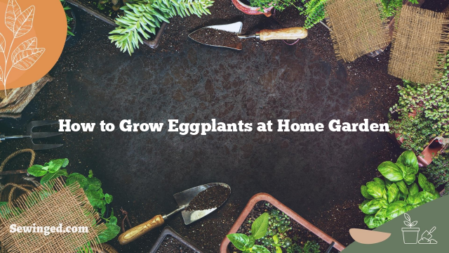How to Grow Eggplants at Home Garden