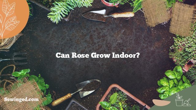 Can Rose Grow Indoor?