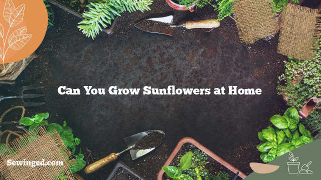 Can You Grow Sunflowers at Home