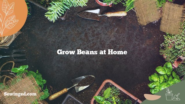 Grow Beans at Home