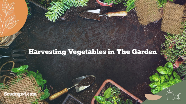 Harvesting Vegetables in The Garden