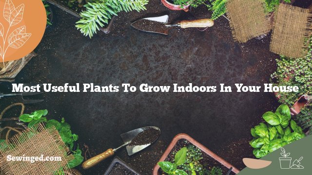 Most Useful Plants To Grow Indoors In Your House