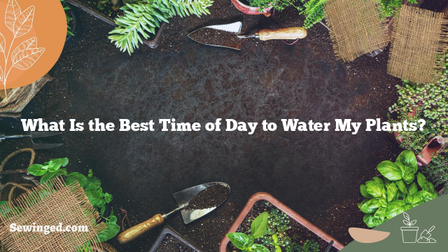 What Is the Best Time of Day to Water My Plants?