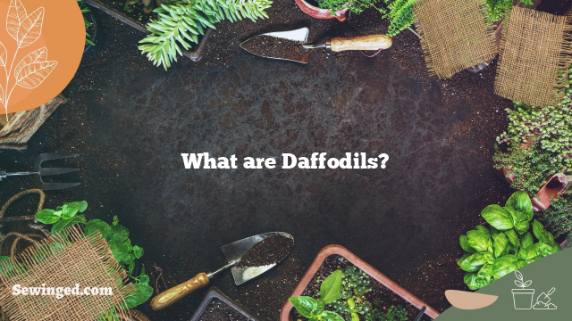 What are Daffodils?
